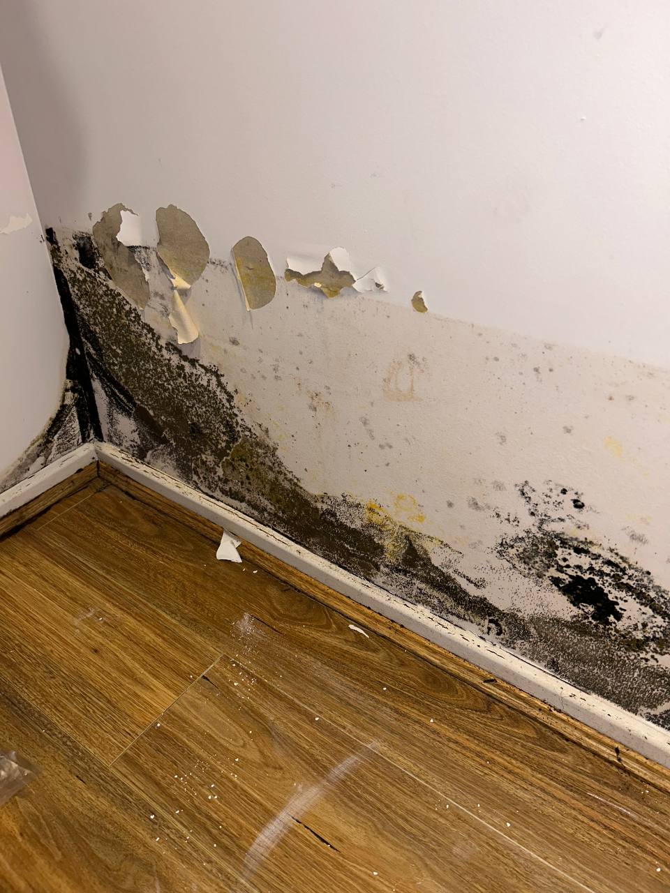 Mould Remediation